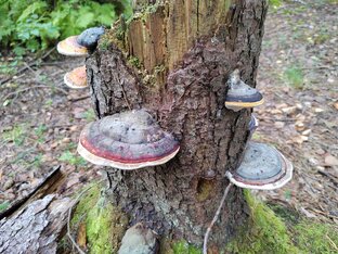 Описание видов