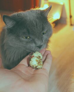 Про Фунтика