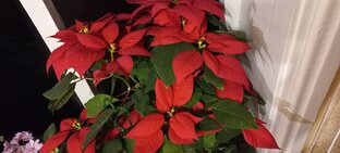 Пуансеттия. От покупки до цветения