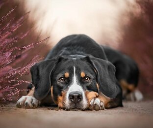 Собачья жизнь