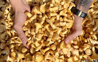 Гастрономия 