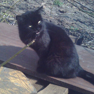 Кошачьи истории