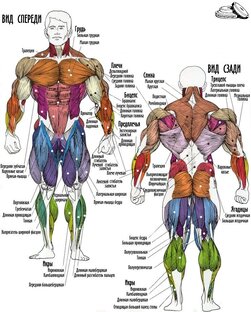 Статейки по анатомии 