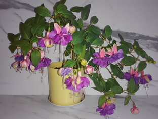 Комнатные растения и уход за ними