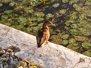 Наши пернатые друзья🦅🦆🐔
