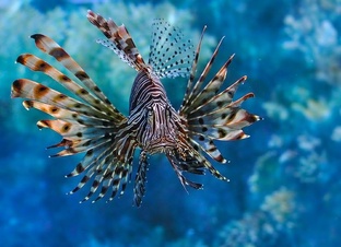 Самые опасные рыбы🐠