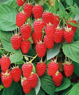 Малина розовая и желтая