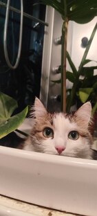 Моя живность