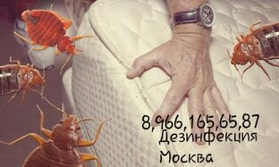 (Служба Дезинфекции)Борьба с Клопами и Тараканами