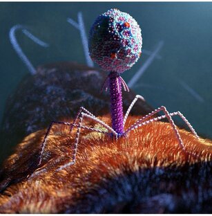 Бактериофаги