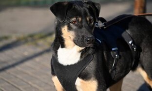 Собаки, ставшие домашними