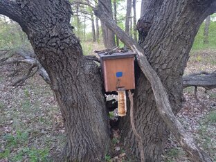 Пчелиные рои