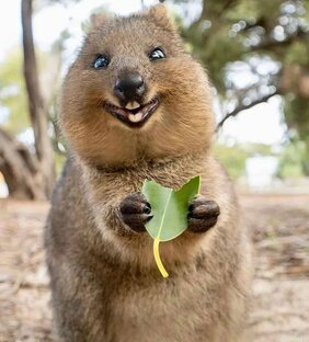 Смешные видеоподборки с животными!