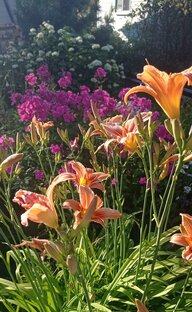 Виртуальные путешествия в сад