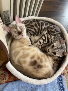 Котики такие котики 