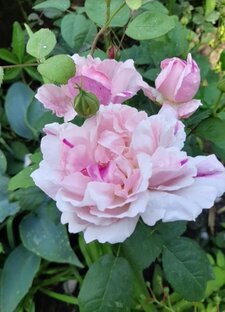 Розы моего сада