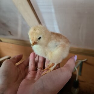 Курочки, петушки, цыплята 