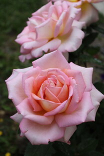 Сорта роз по русскому алфавиту от "А" до "Я"