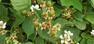 Огородные шпаргалки