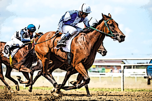 Скачки в Краснодаре