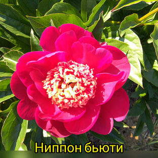 Пионы 