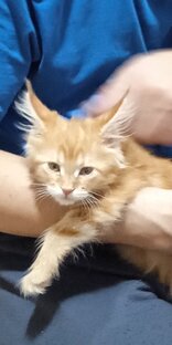 Котейка форэва