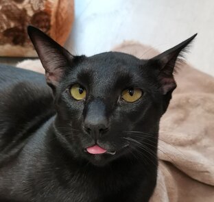 КотОбзоры