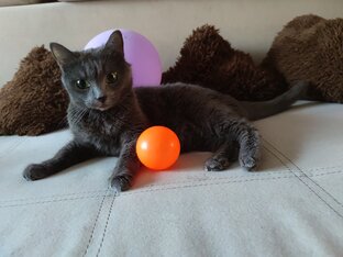 Котики 