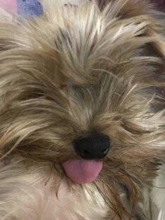 Пёс🐶 
