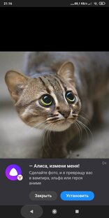 Кошки рядом с нами