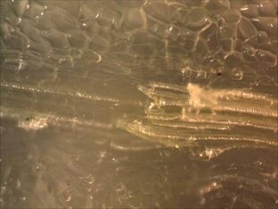 Путешествие в удивительный мир живой природы