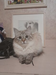 Любимка моя.