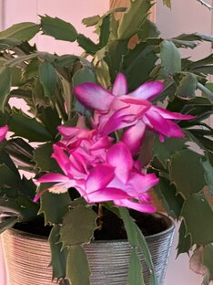 Зеленые джунгли в квартире ☘️