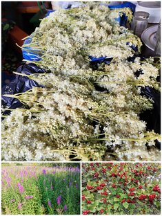 Чайные сборы(травы) 