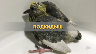Птенец голубя - ПТИЦЫ