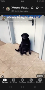 Про животных! 