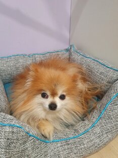 Пуан - самый милый шпиц