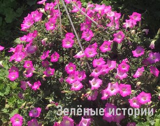 Петунии