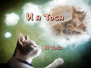 Наши питомцы