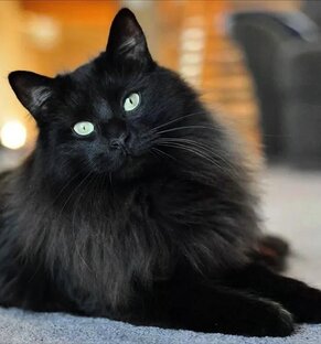 Рассказы о животных и не только 