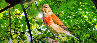 Пение птиц.Звуки природы