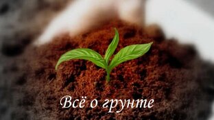Всё, что нужно знать о грунте для пеларгонии