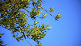 Сад и огород