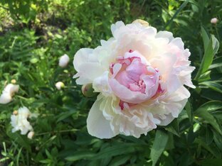 Цветы на даче