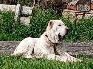 Жизнь с алабаем. 