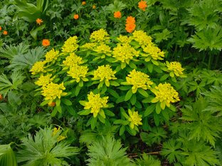 Растения и грибы.