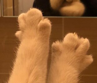 Животные🥹
