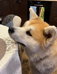 Уход за акитой