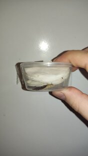 Пресноводная коловратка Филодина (Philodina)