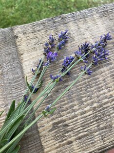 Лаванда в Подмосковье 